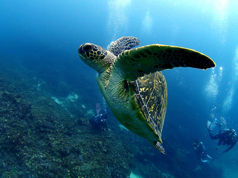 海を泳ぐウミガメ
